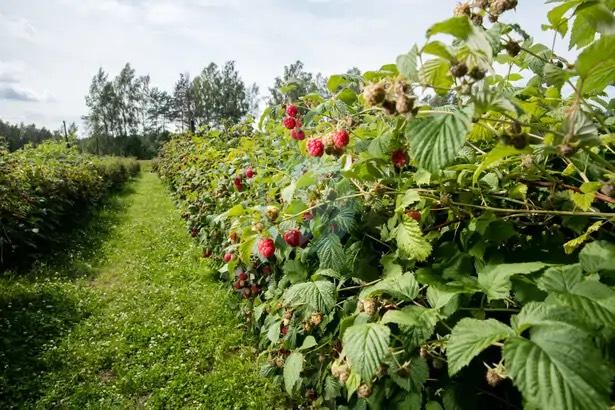 framboisier Rubus idaeus