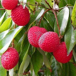 litchi