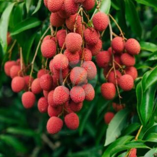 litchi