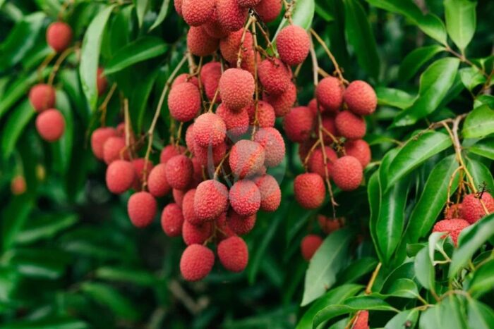 litchi