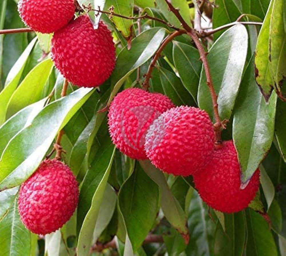 litchi