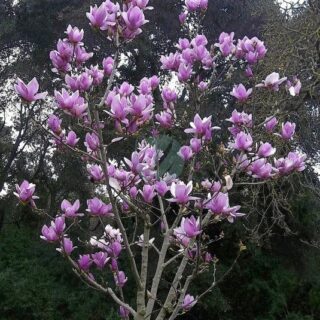 magnolia soulangeana