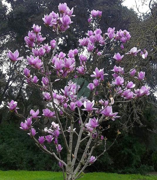 magnolia soulangeana