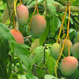 manguier kent
