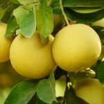 pamelo pamplemousse chine