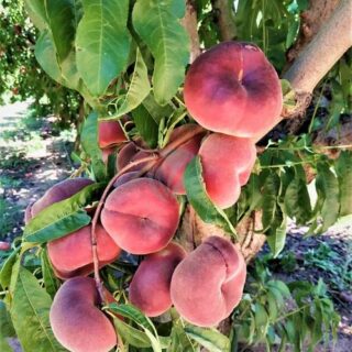 pecher plat pêche plate ou donut peach