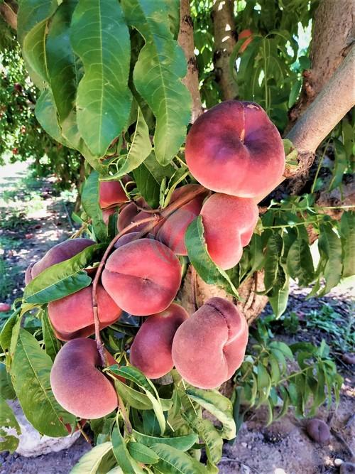 pecher plat pêche plate ou donut peach
