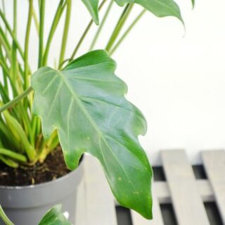 philodendron xanadu