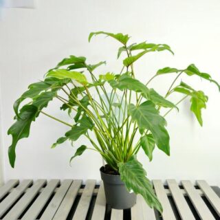 philodendron xanadu