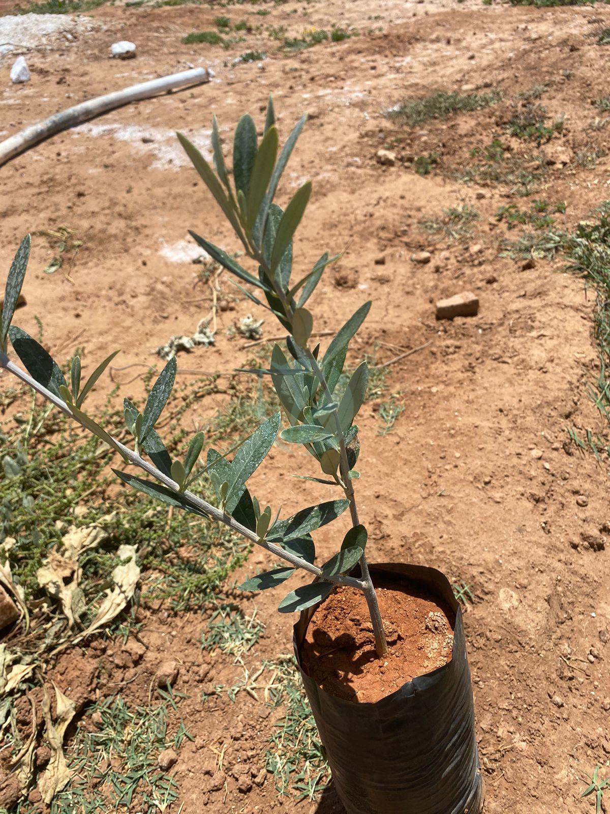 picholine marocaine certifier