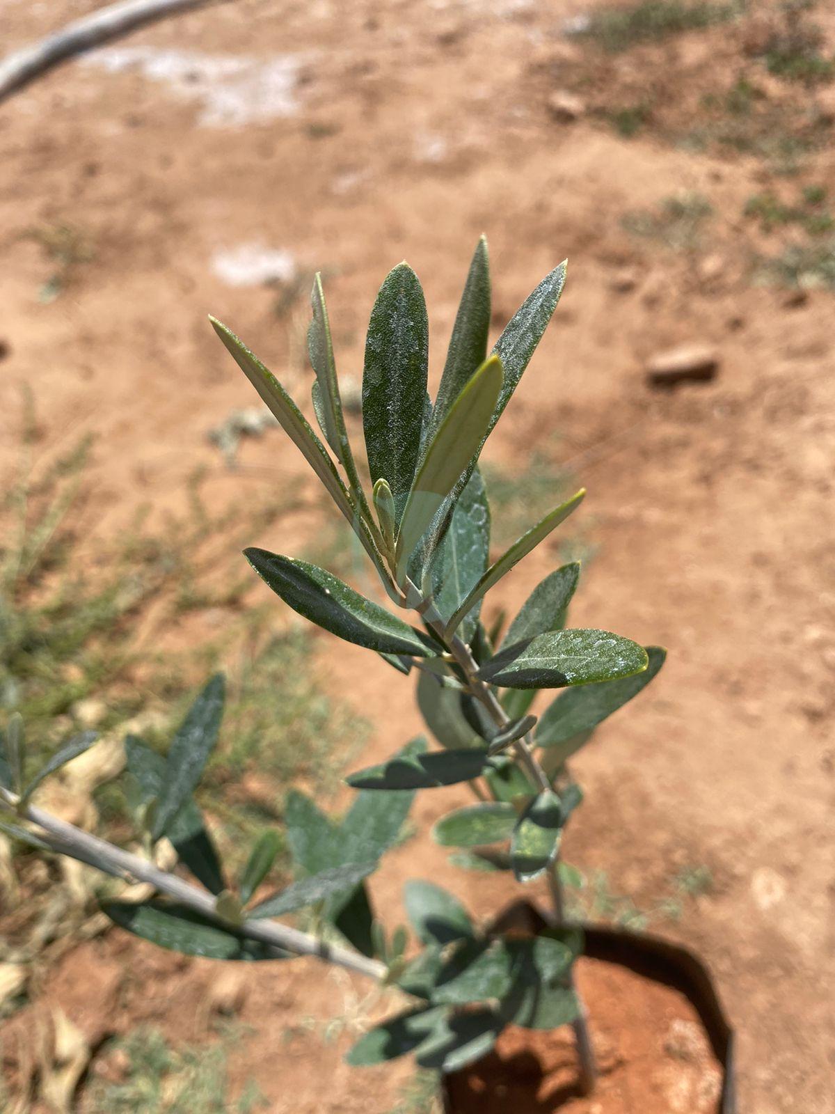 picholine marocaine certifier