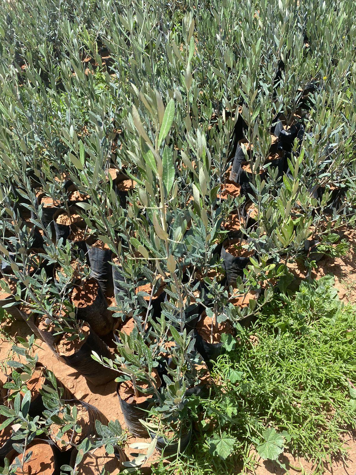 picholine marocaine certifier