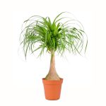 Beaucarnea pied delephant