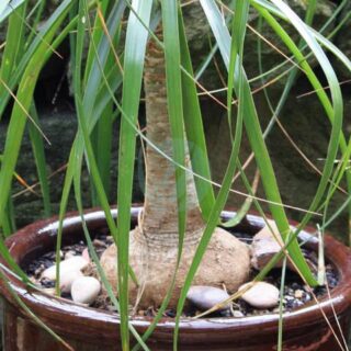 Beaucarnea pied delephant