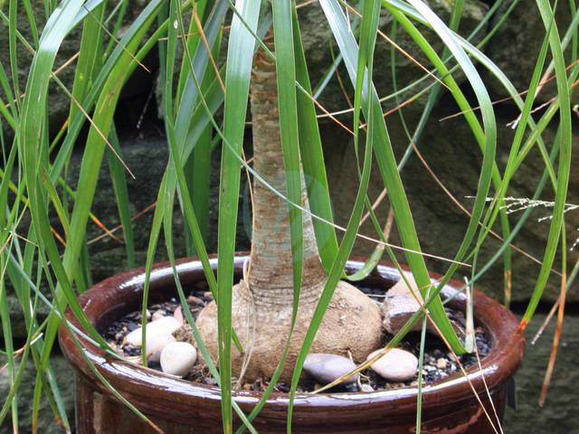 Beaucarnea pied delephant