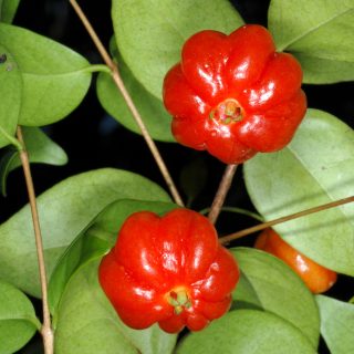 pitanga Eugenia uniflora