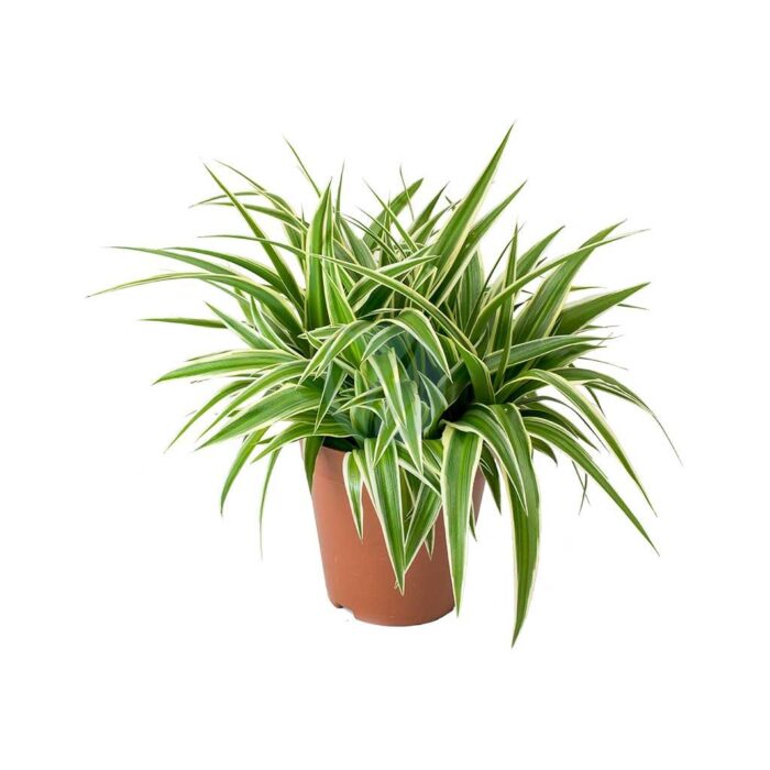 plante araignee chlorophytum comosum