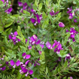 polygala myrtifolia