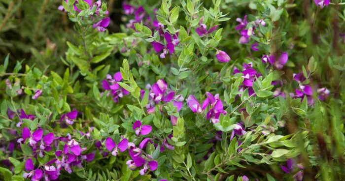 polygala myrtifolia