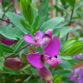 polygala myrtifolia