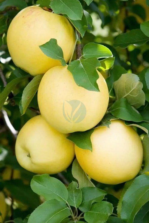 pommier golden