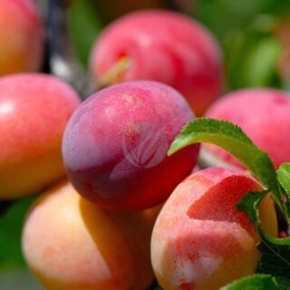 santa rosa prunnier fruit