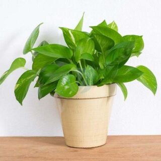 scindapsus pothos clorofila