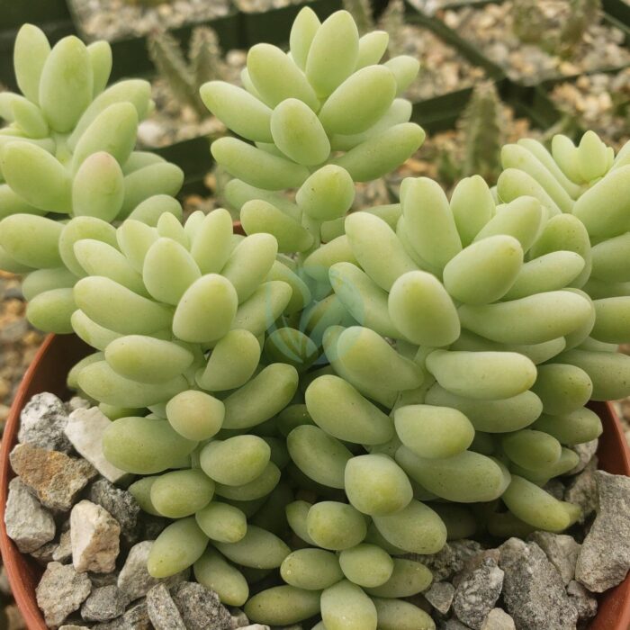 Sedum burrito