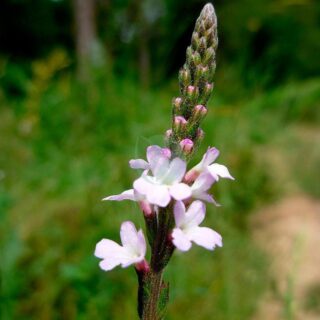 verveine verbena officinalis