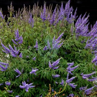 vitex agnus castus