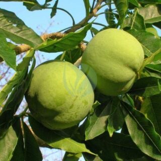 sapotier blanc