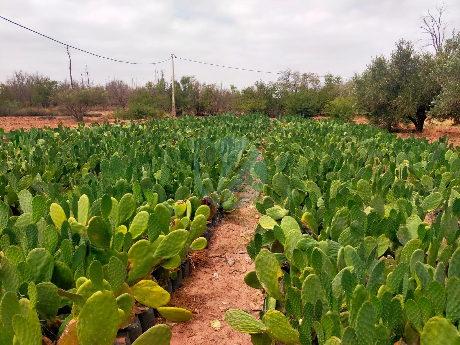 figue de barbarie d’Aït Baamrane sans epines