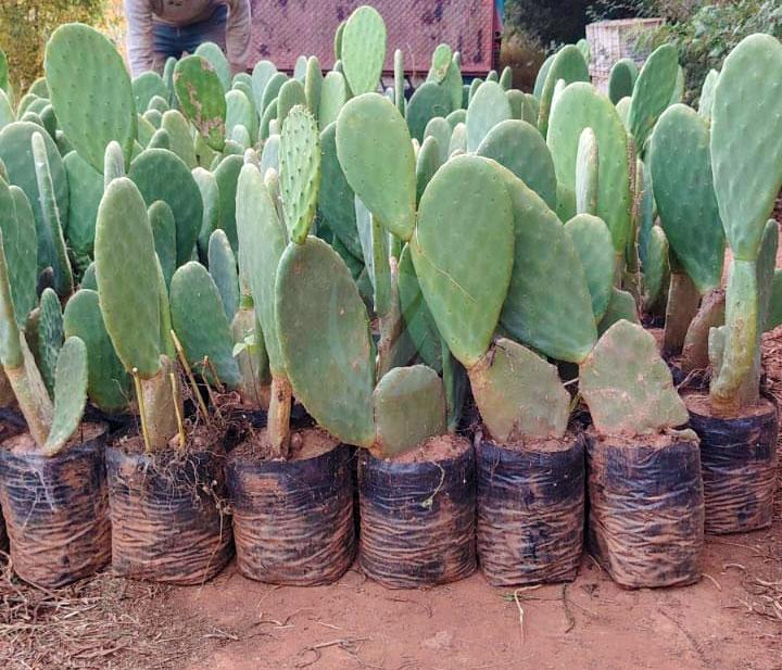 figues (kermous) aitbaamrane sans epines