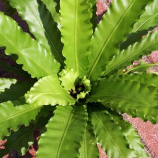 asplenium spp