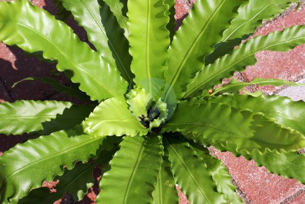 asplenium spp