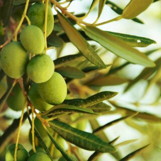 arbosana maroc