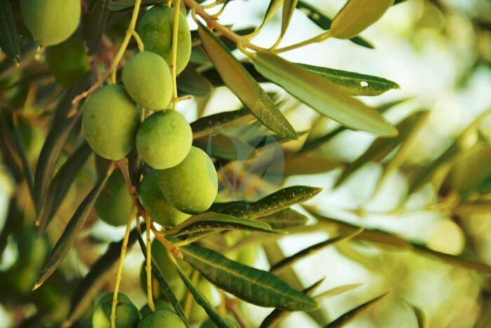 arbosana maroc