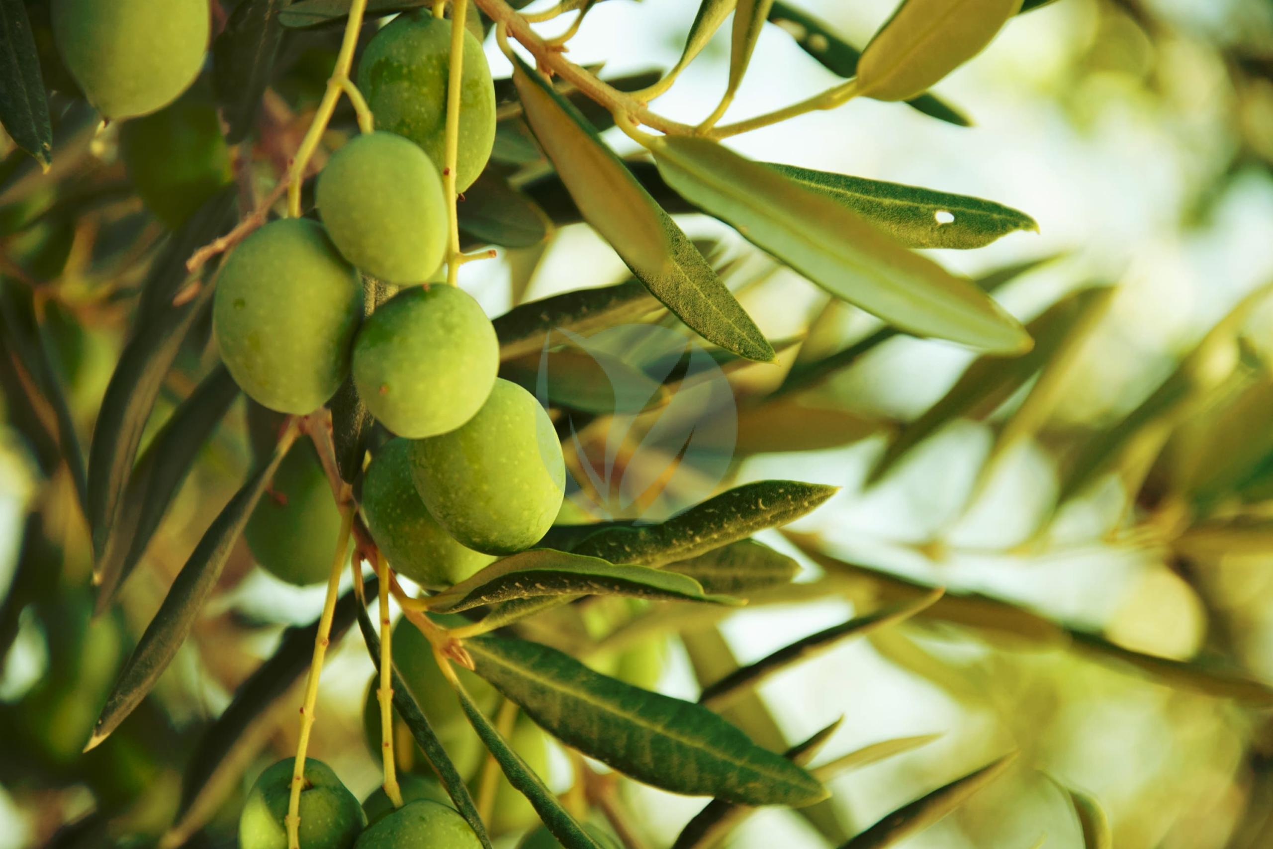 arbosana maroc